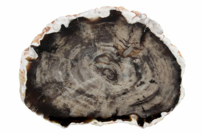 Cretaceous Petrified Wood (Aruacaria) Round - Australia #239855